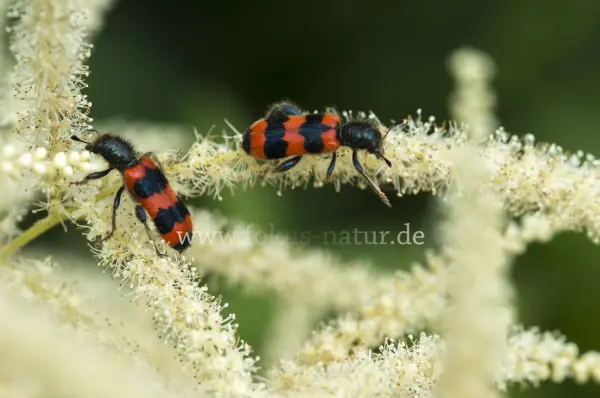Fokus-Natur Bild