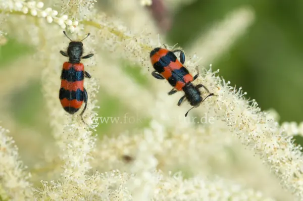 Fokus-Natur Bild