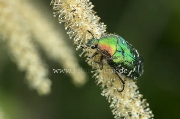 Fokus-Natur Bild