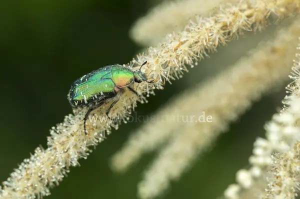 Fokus-Natur Bild