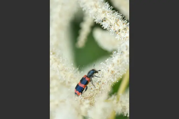 Fokus-Natur Bild