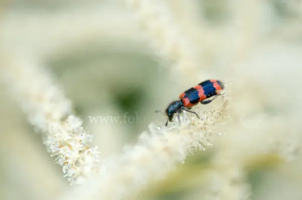 Fokus-Natur Bild