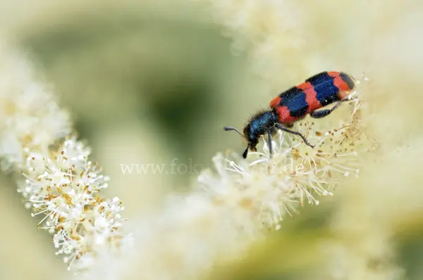 Fokus-Natur Bild