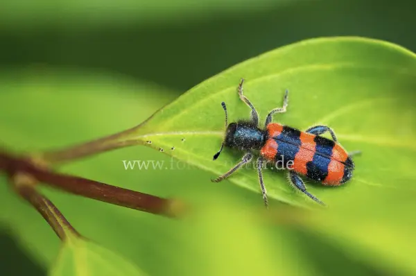 Fokus-Natur Bild