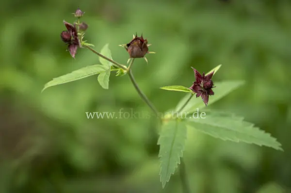 Fokus-Natur Bild