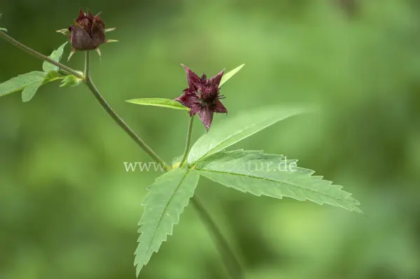 Fokus-Natur Bild