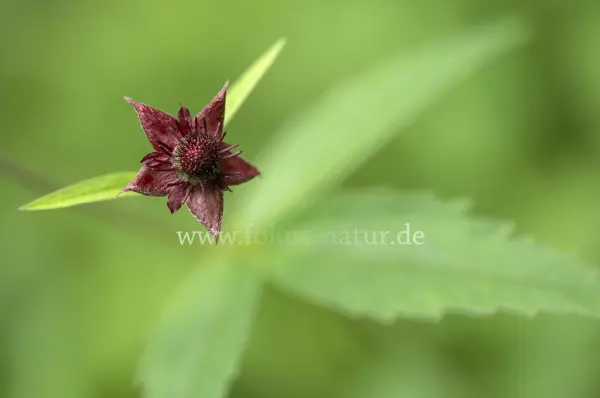 Fokus-Natur Bild