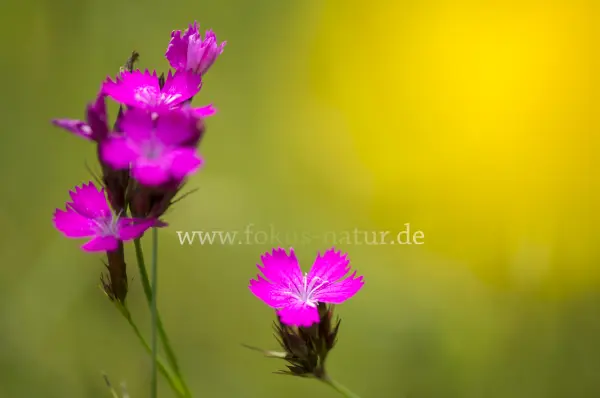Fokus-Natur Bild