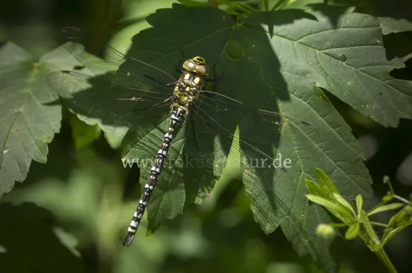 Fokus-Natur Bild