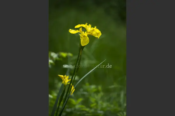Fokus-Natur Bild