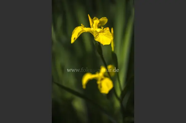 Fokus-Natur Bild
