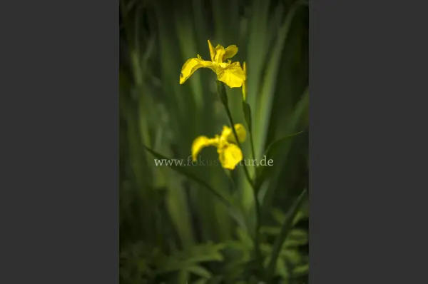 Fokus-Natur Bild