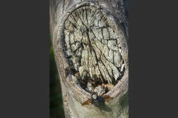 Fokus-Natur Bild