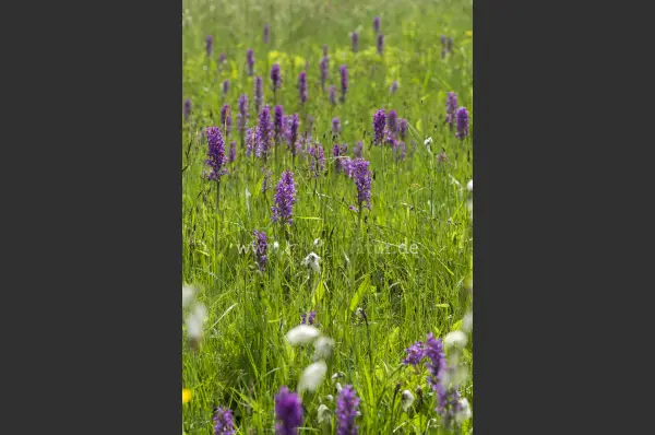 Fokus-Natur Bild