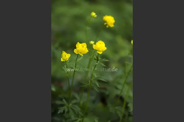 Fokus-Natur Bild
