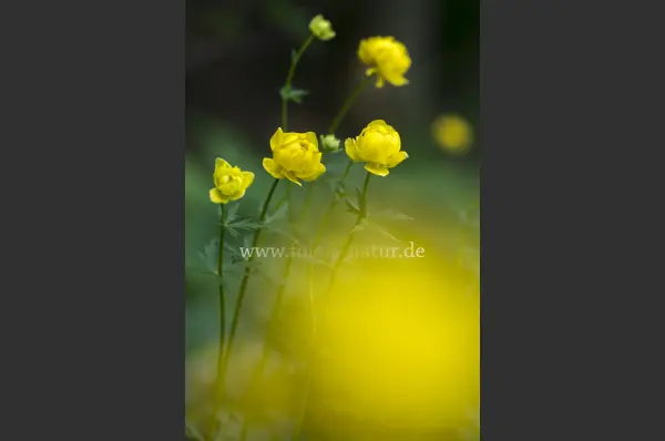 Fokus-Natur Bild