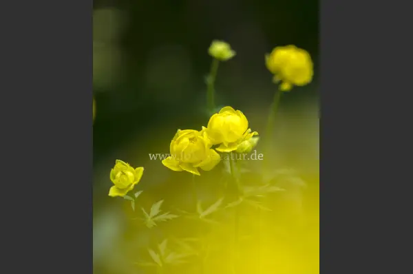 Fokus-Natur Bild