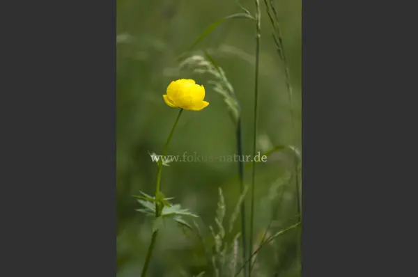 Fokus-Natur Bild