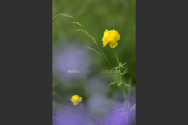 Fokus-Natur Bild