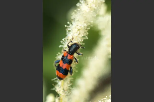 Fokus-Natur Bild