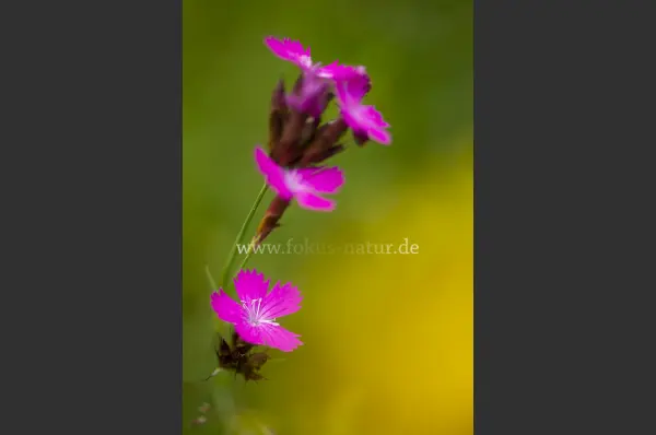 Fokus-Natur Bild
