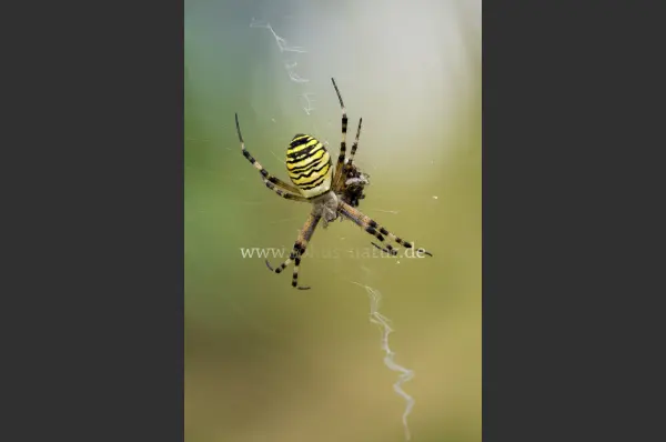 Fokus-Natur Bild