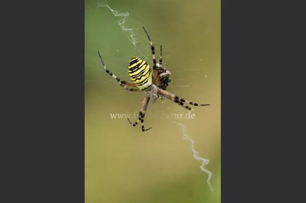 Fokus-Natur Bild