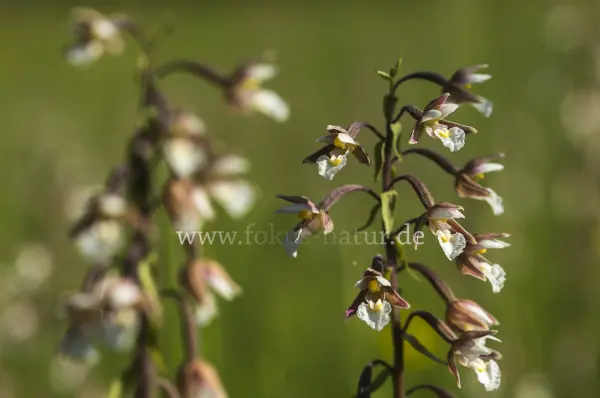 Fokus-Natur Bild