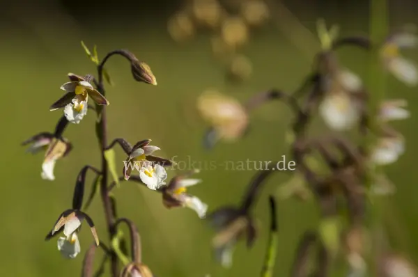Fokus-Natur Bild