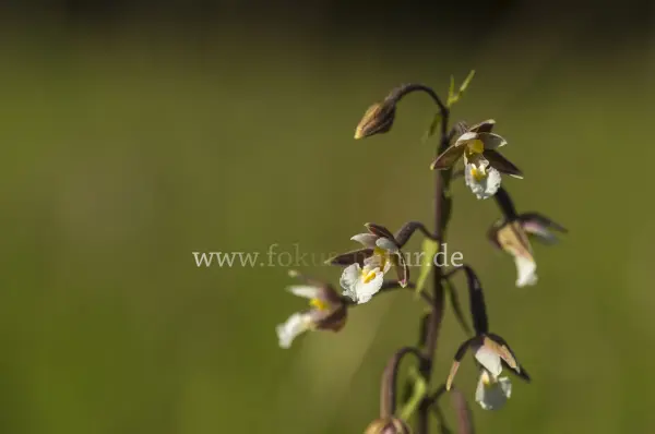 Fokus-Natur Bild
