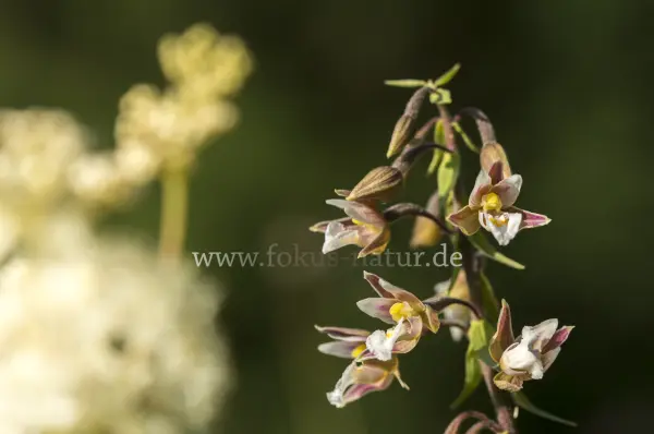 Fokus-Natur Bild