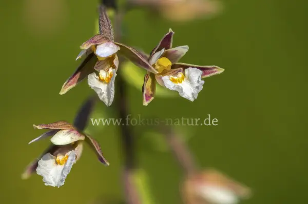 Fokus-Natur Bild