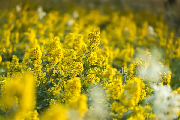 Fokus-Natur Bild