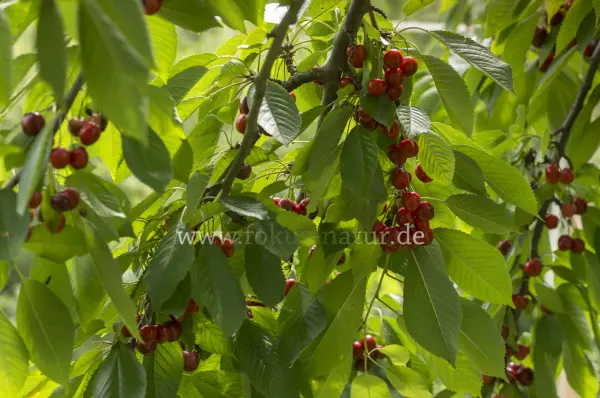 Fokus-Natur Bild