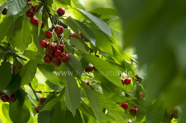 Fokus-Natur Bild
