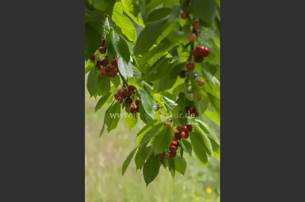 Fokus-Natur Bild