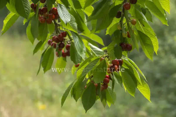Fokus-Natur Bild