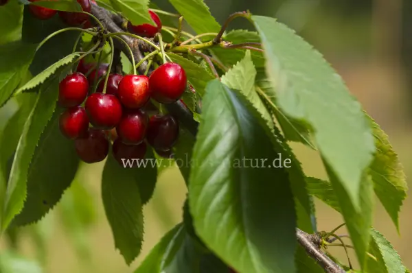 Fokus-Natur Bild