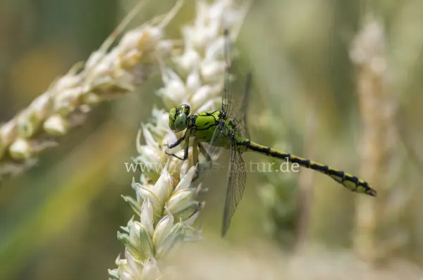 Fokus-Natur Bild