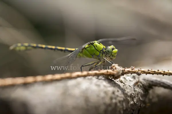 Fokus-Natur Bild