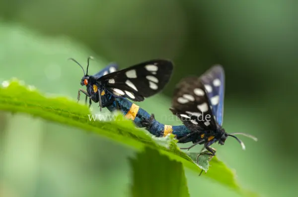 Fokus-Natur Bild