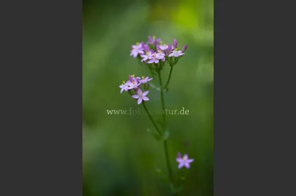 Fokus-Natur Bild