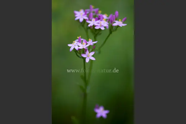 Fokus-Natur Bild