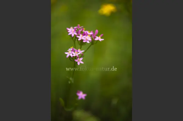 Fokus-Natur Bild