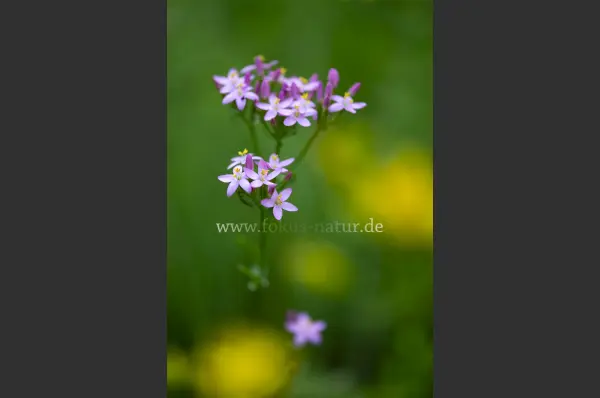 Fokus-Natur Bild