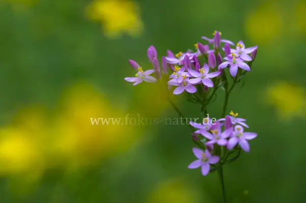 Fokus-Natur Bild