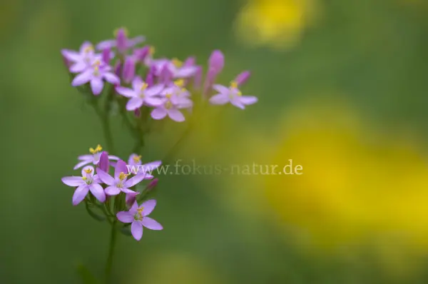 Fokus-Natur Bild