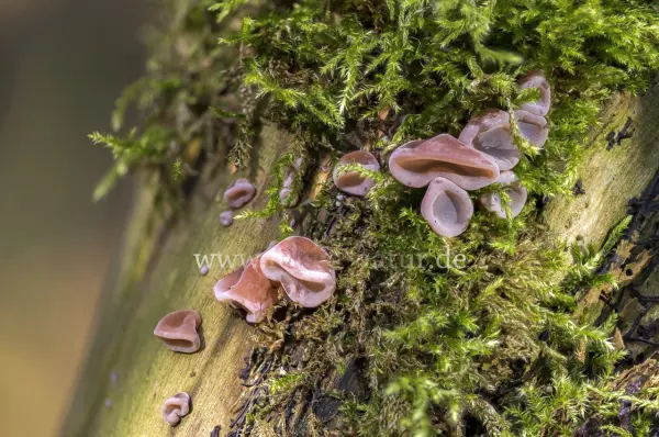 Fokus-Natur Bild