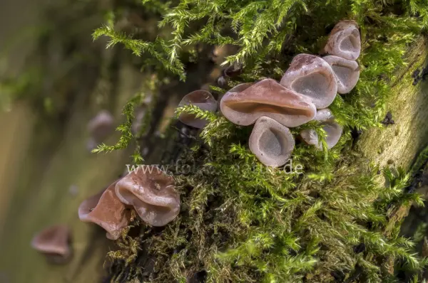 Fokus-Natur Bild