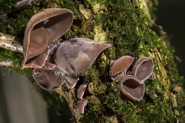 Fokus-Natur Bild